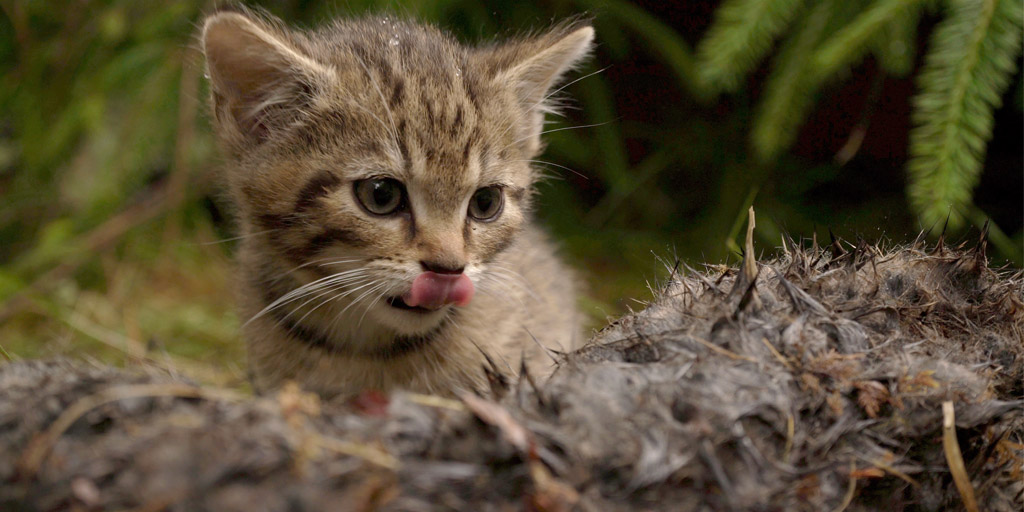 British wildcat to return to the English-Scottish border