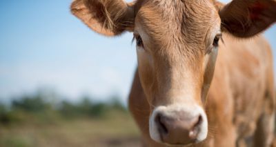 Case of BSE detected in Aberdeenshire