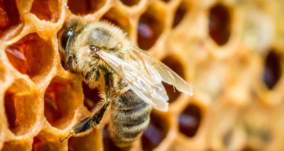 Mushroom extract offers hope for honeybees