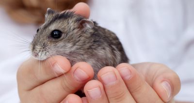 Petition calls for animal welfare to be taught in schools