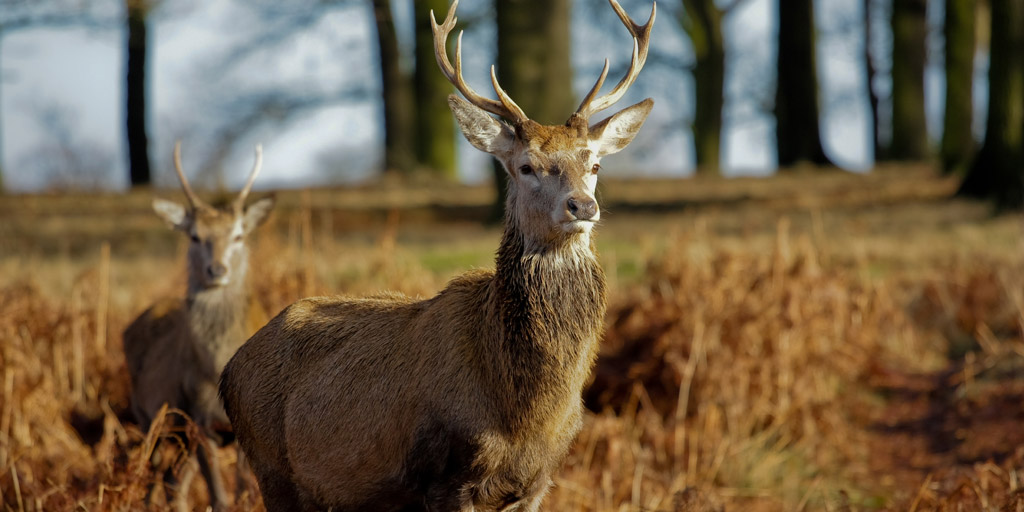 Woburn urged to answer questions on trophy hunters