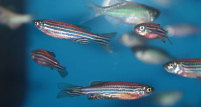 Zebrafish may offer insights into disease onset