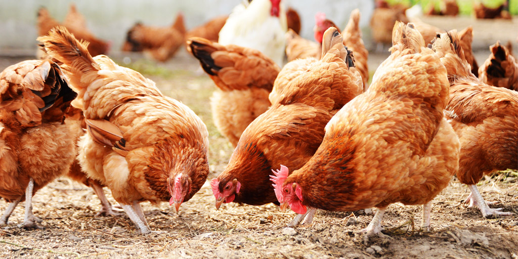 Zoetis sells antibiotics to India to fatten livestock