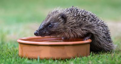 Hedgehog sightings mapped by county