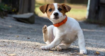 Nottingham extends Itchy Dog Project