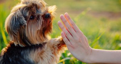 Dogs not as intelligent as first thought - study