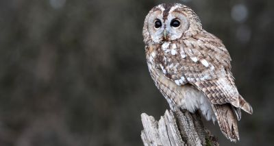 Public urged to listen for tawny owls