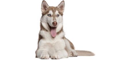 Scientists ID gene mutation responsible for blue eyes