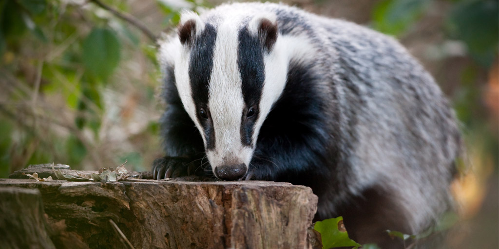 Badger gut bacteria could protect against tuberculosis