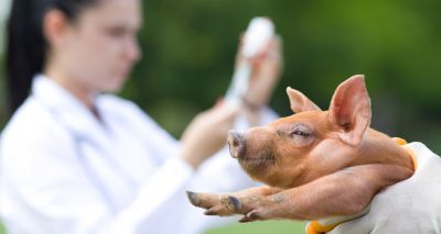 Hysolv UK launches new swine flu vaccination