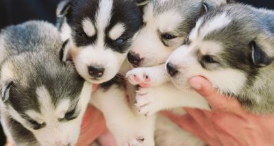 Calls to tackle puppy smuggling before Brexit