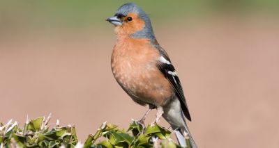 Leg lesions in garden birds peak during winter - study