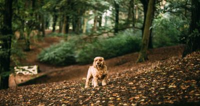 Link between Alabama rot and amphibian disease
