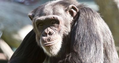 Amiable male chimps live longer, study finds