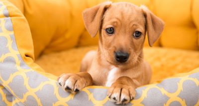 New-look resource for puppy buyers