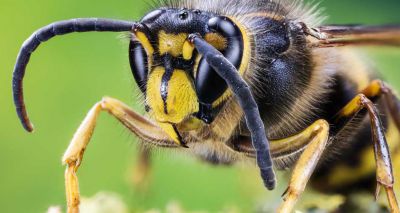 Asian hornet fears prompt persecution of native species