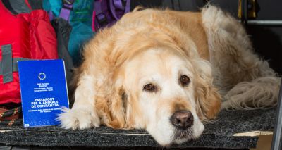 Guidance on pet travel after Brexit