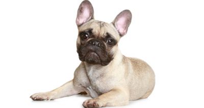 WSAVA issues position paper on extreme breeding