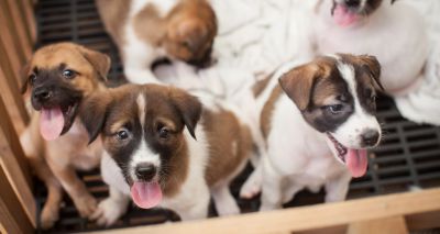 New website to protect animal lovers from scams