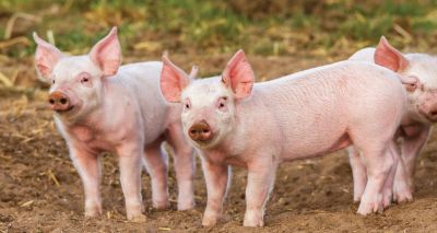 Defra updates contingency plan for notifiable diseases