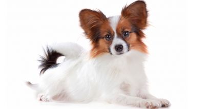 New DNA testing scheme for papillons