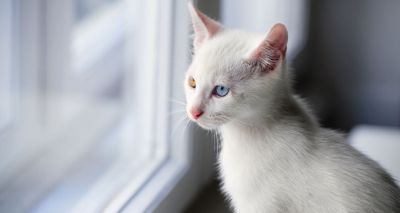 TB confirmed in cats with no outdoor access