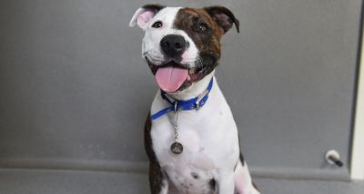 Staffy rehomed as prison search dog