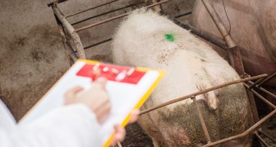 Inspectors to introduce tougher inspection regime for tail docking