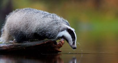 Badger cull: Vets criticise Defra for ‘untrue statements’