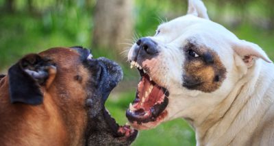 Vets urged to report suspected dog fighting injuries