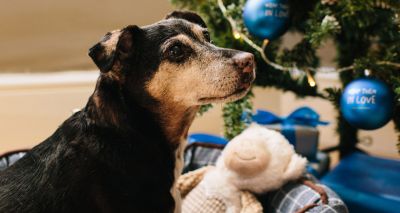 Eighty per cent of Brits buy their dog a Christmas present