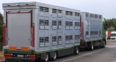 Hauliers warned over African swine fever risk