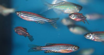 Zebrafish study reveals insights into spinal cord injuries