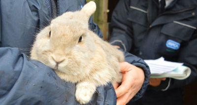 Future of 137 animals secured by RSPCA as animal sanctuary closes
