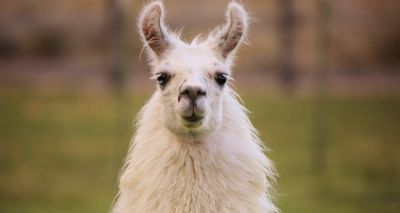 Llamas could possess ‘holy grail’ influenza treatment