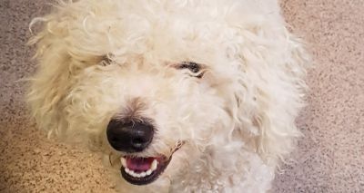 New campaign for pet-friendly social housing policies
