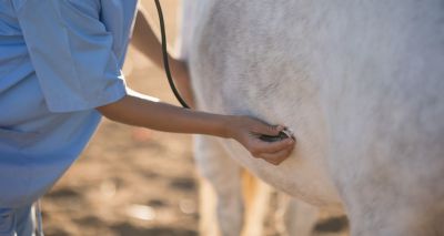 Survey to explore satisfaction in equine practice