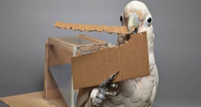 Cockatoos can create tools of different lengths