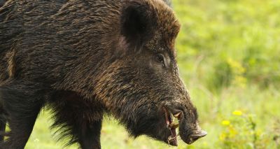 Wild boar cull planned in Luxembourg