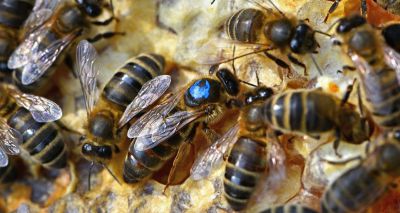 Gene research aims to protect British bees