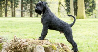 Kennel Club announces new DNA test for giant schnauzers