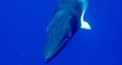 Japan to resume commercial whaling