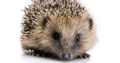 Vets urged not to carry out amputations on hedgehogs