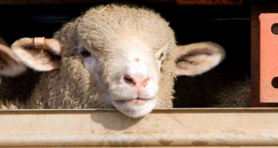 RSPCA welcomes new powers for live exports