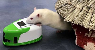 Rats will ‘rescue’ trapped robot rats, study finds