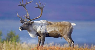 Arctic reindeer decline by over 50 per cent