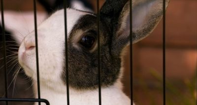 Call for stricter regulation of rabbit breeders