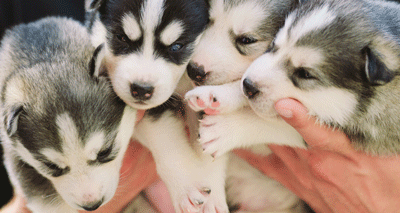 Illegal puppies seized at NI ports