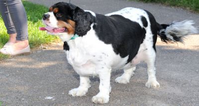 PDSA Vet Nurses help dogs lose 25 per cent of bodyweight in Pet Fit Club