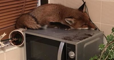 Family find fox asleep on top of microwave